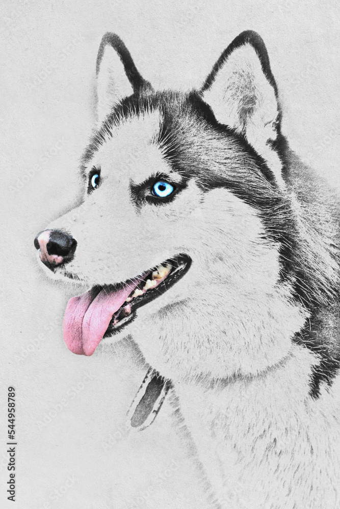 Vintage Style Sketch Siberian Husky Dog Stock Illustration 1408988057   Shutterstock
