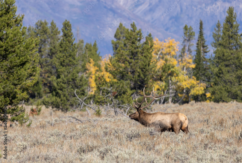 Fototapeta premium Bull Elk During the Rut in Wyoming in Autumn