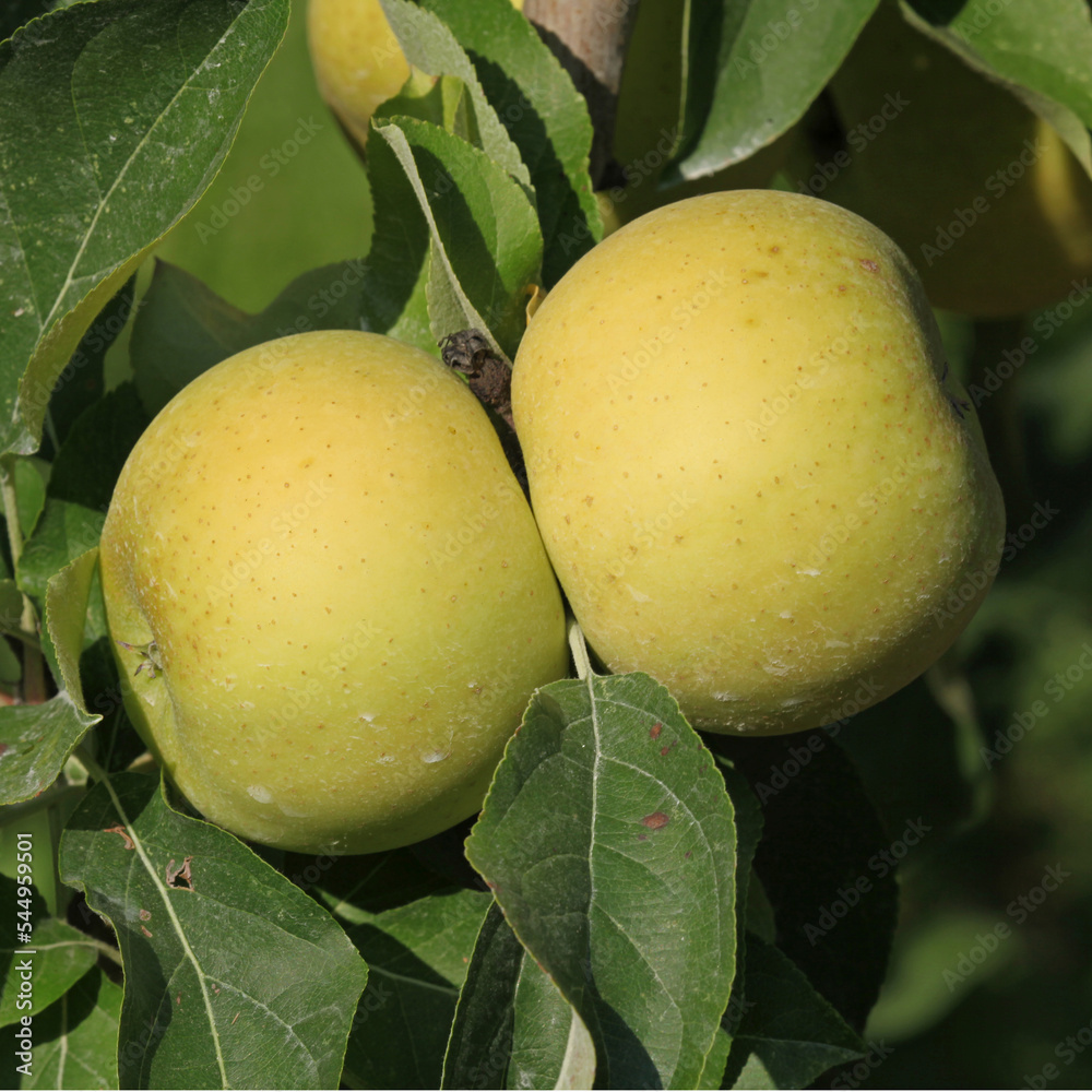 Pomme variété belchard