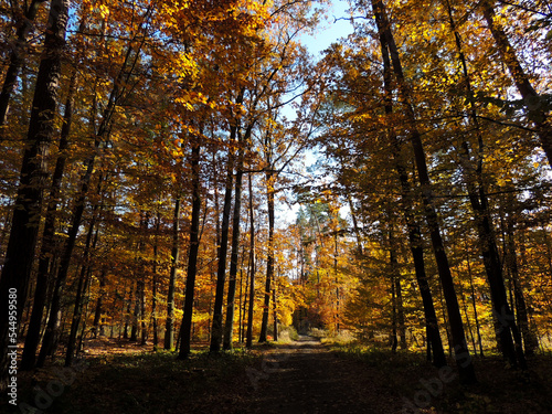 forest road in golden autumn 