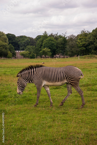 Zebra in the grass