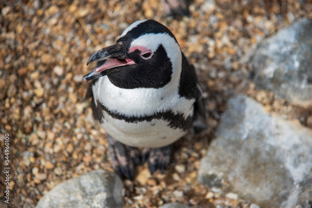 Naklejka premium Penguin at Whipsnade Zoo