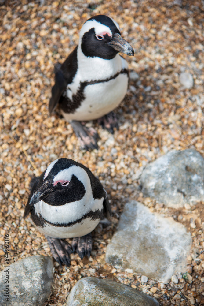 Naklejka premium Penguin at Whipsnade Zoo