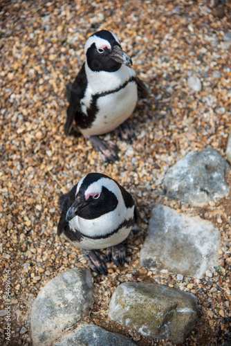 Fototapeta Penguin at Whipsnade Zoo