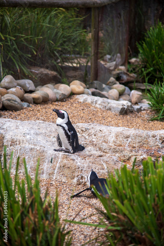 Penguin at Whipsnade Zoo photo