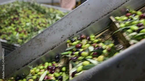 The process of olive cleaning and defoliation in a modern italian oil mill. Oil Production. Fresh extra virgin olive oil photo