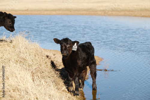 Cute black angus beef calf on farm with pond water background.