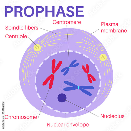 Prophase is the first stage of cell division. photo