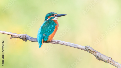 kingfisher on branch © lazalnik