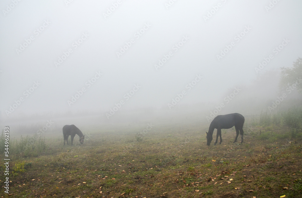 Fototapeta premium Two horses grazing in a foggy meadow in autumn