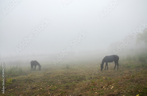 Two horses grazing in a foggy meadow in autumn