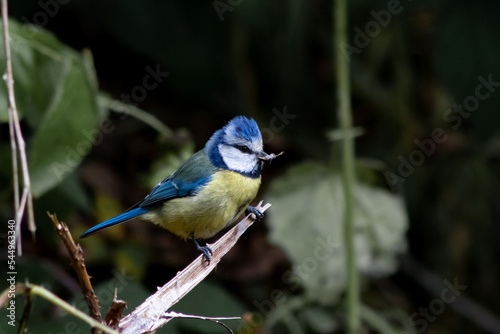Blue tit perched on a branch with an insect in its beak.
