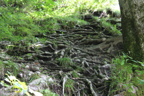 Wald , Baumwurzeln  photo