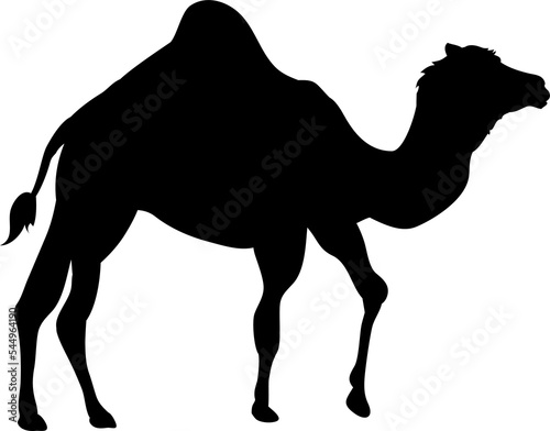 Camel Animal Silhouette photo