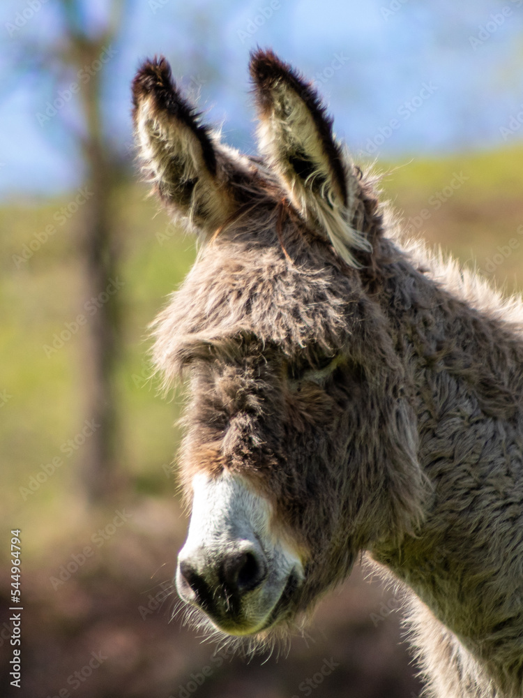 Portrait of a donkey with serious face. Portrait of a donkey with serious face.