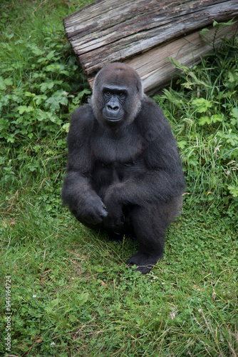 Gorilla at Durrell Wildlife Conservation Trust