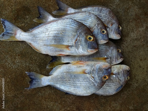 Large yellowfin bream acathopagrus fish arranged for sale in indian fish market photo