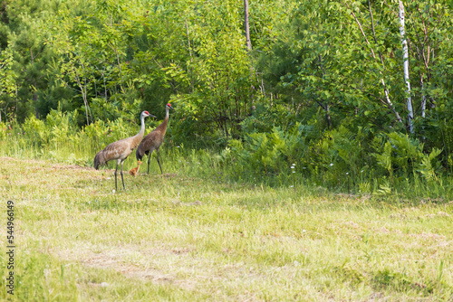 Fototapeta Naklejka Na Ścianę i Meble -  Two adult sandhill cranes and baby in wooded area