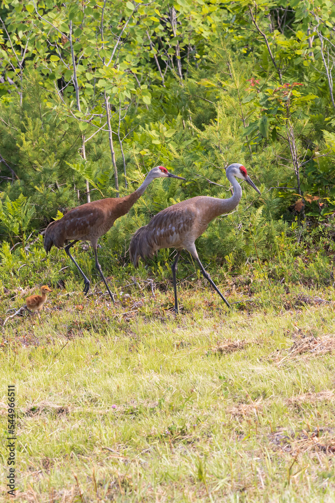 Fototapeta premium Two adult sandhill cranes and baby in wooded area