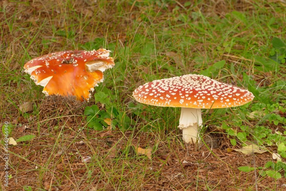 Amanita muscaria. The most iconic toadstool species, the fly agaric is a large, white-spotted, usually red mushroom, and is one of the most recognizable and widely known mushrooms in popular cultures. Amanita muscaria. The most iconic toadstool species, the fly agaric is a large, white-spotted, usually red mushroom, and is one of the most recognizable and widely known mushrooms in popular cultures.