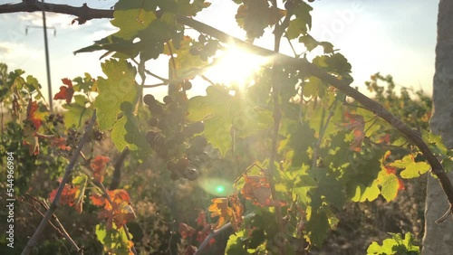 Close up of a branch of ripe grapes vineyard sunset photo