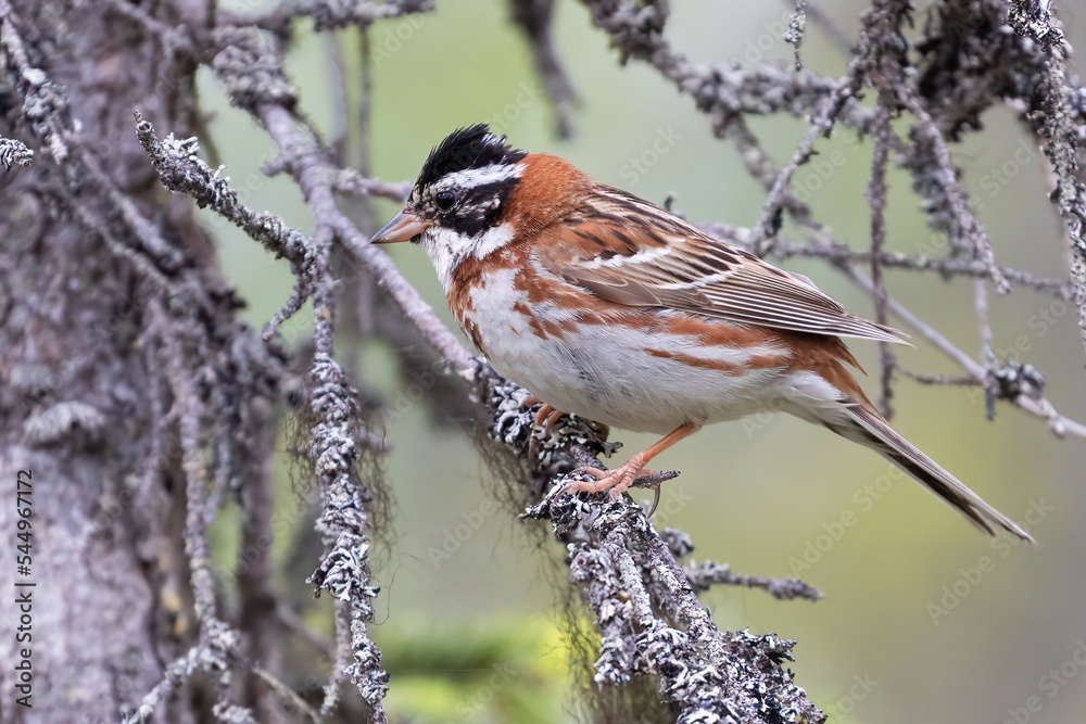 Rustic Bunting Rustic Bunting