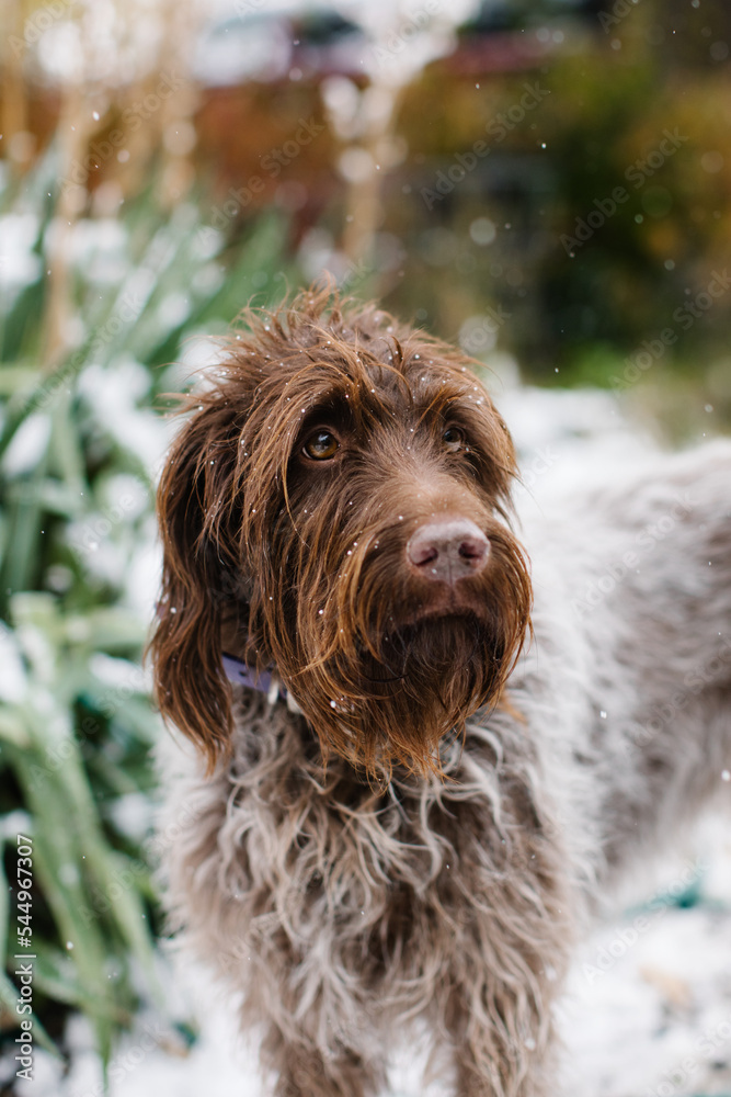 German wire-haired pointer looking past camera