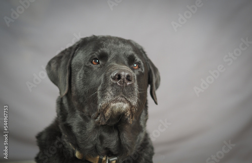 Black Rottweiler / Labrador mix against gray background © Игорь Головнёв