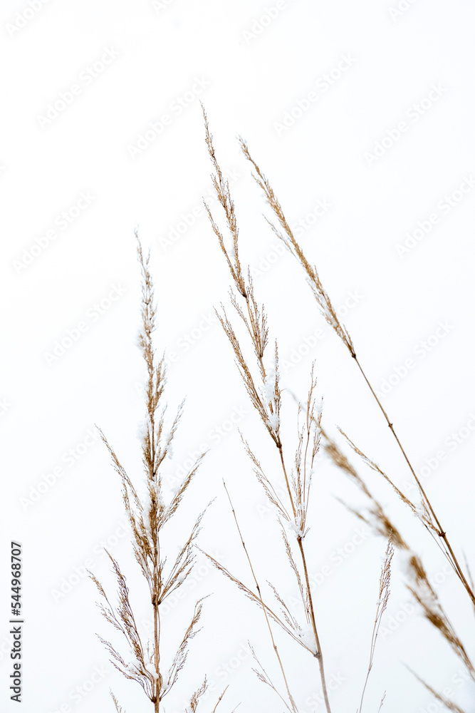 Summer dried wild glass on the white background concept frame. Copy space Summer dried wild glass on the white background concept frame. Copy space