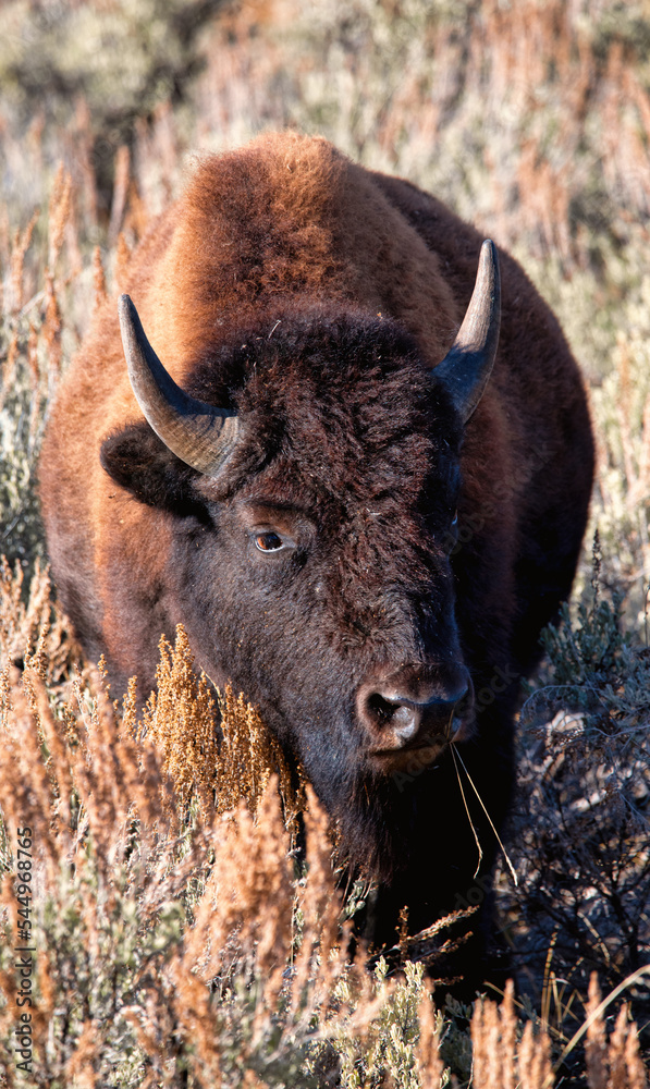 Bison in Yellowstone National Park Bison in Yellowstone National Park