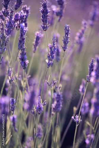 Close-up on mountain lavender on Hvar island in Croatia. Lavender oil is used in aromatherapy, perfume ingredient. Light purple natural floral background. © tilialucida