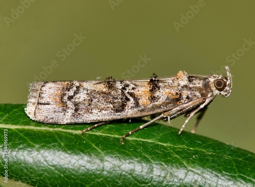 Southern Pineconeworm Moth (Dioryctria amatella) roosting on an oak leaf, macro side view. Species is found in the Southern USA and is considered a pest to pine orchard crops. photo