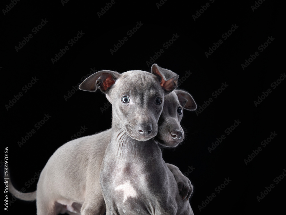 two sweet greyhound puppies on black. nice dogs in studio two sweet greyhound puppies on black. nice dogs in studio