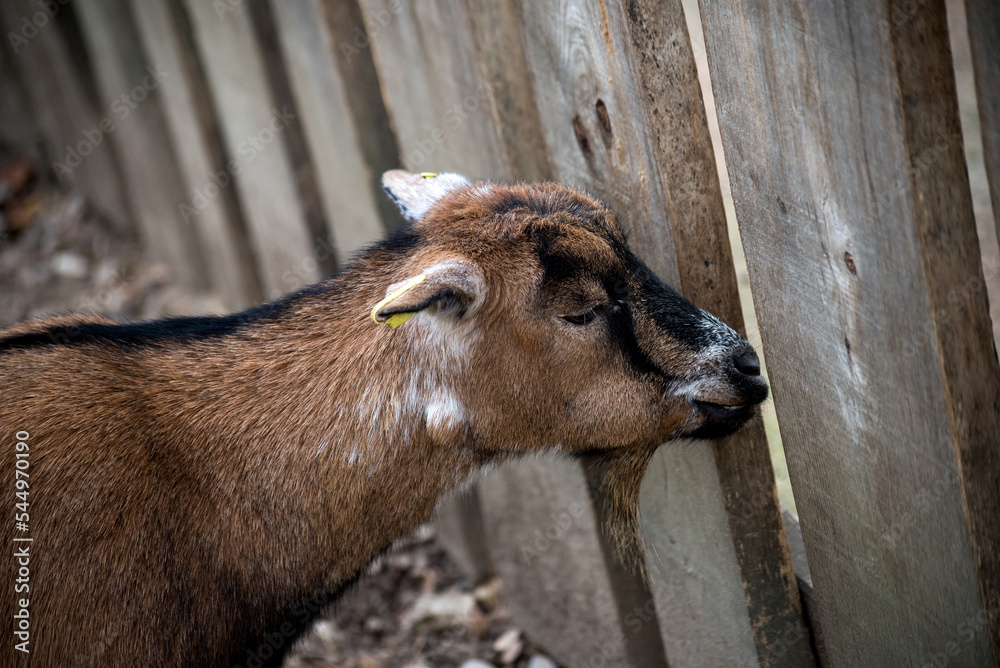Obraz premium Portrait og young goat looking by the wooden fence in a farm