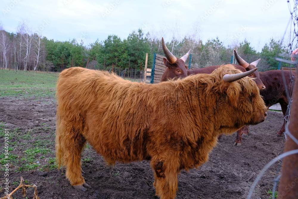 Two brown watusi bulls with big horns graze in a farm recreation park. Fluffy bull. Concept: Agriculture, animal husbandry, inseminators. horizontal photo
Two brown watusi bulls with big horns graze in a farm recreation park. Fluffy bull. Concept: Agriculture, animal husbandry, inseminators. horizontal photo