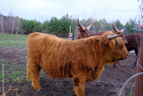 
Two brown watusi bulls with big horns graze in a farm recreation park. Fluffy bull. Concept: Agriculture, animal husbandry, inseminators. horizontal photo photo