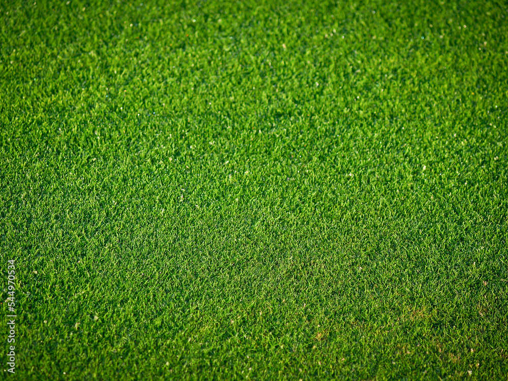 Fototapeta premium Green grass background