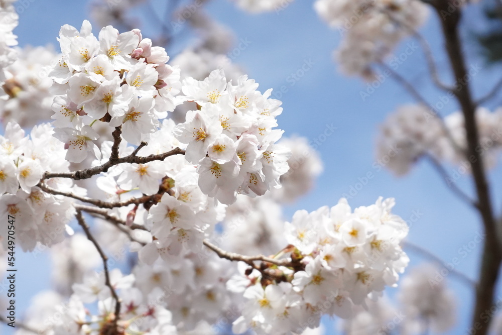 桜、Blue sky and Japanese cherry blossoms 桜、Blue sky and Japanese cherry blossoms