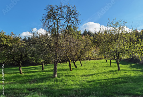 Streuobstwiese im Herbst