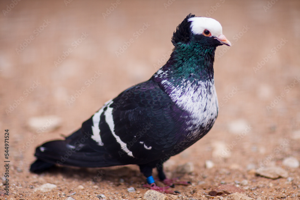 Obraz premium a beautiful painted house pigeon with a voluminous collar, a black with a white breast pedigreed pigeon stands on the floor, a pet bird