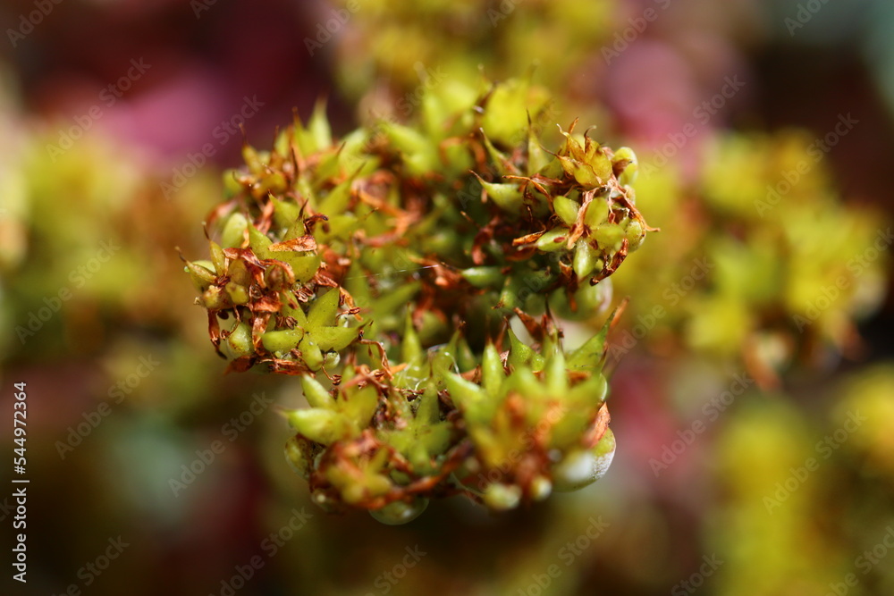 Rozchodnik łopatkowaty Sedum Spathulifolium 'Capa Blanca'
