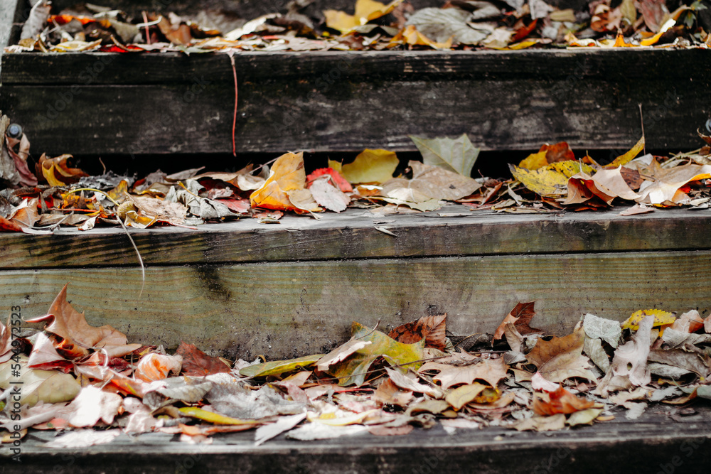 autumn leaves on the ground on wooden steps autumn leaves on the ground on wooden steps
