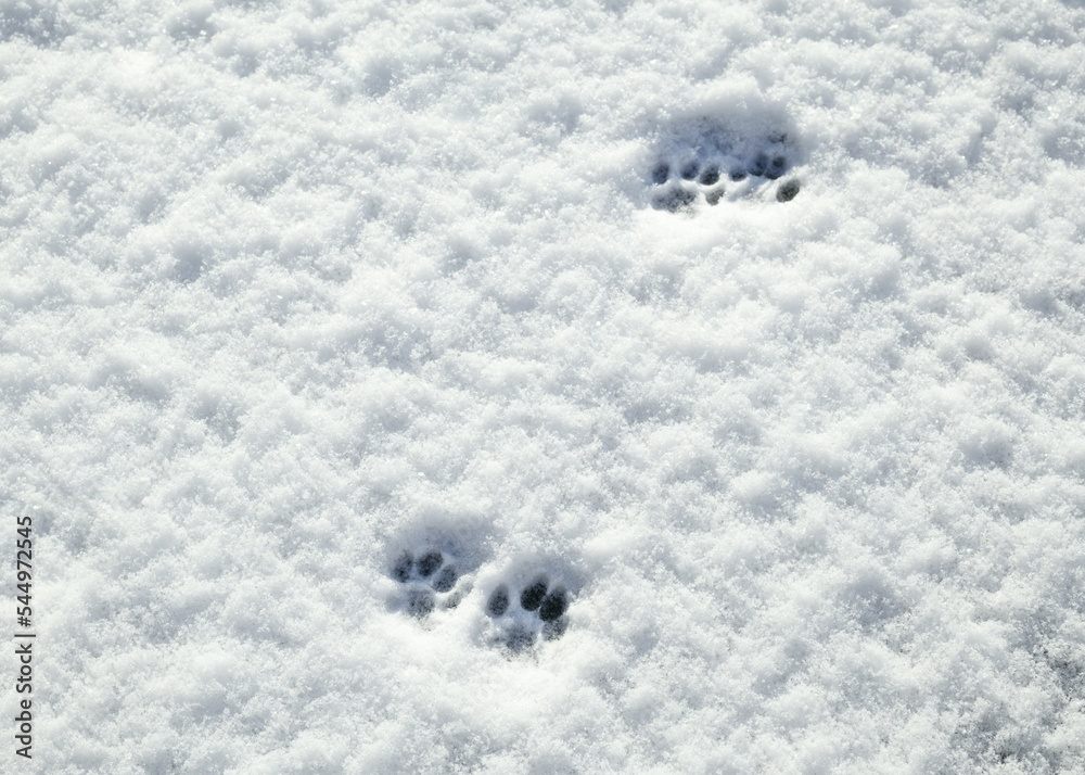 Cat paw prints in snow on sunny day. Multiple footprints of small cat walking on fresh snow. Abstract animal track texture or surface. Concept for do cats like snow. Selective focus.