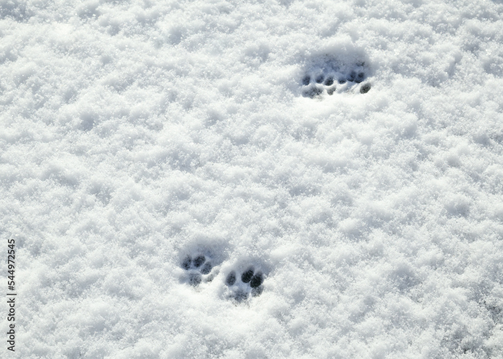 Cat paw prints in snow on sunny day. Multiple footprints of small cat walking on fresh snow. Abstract animal track texture or surface. Concept for do cats like snow. Selective focus. Cat paw prints in snow on sunny day. Multiple footprints of small cat walking on fresh snow. Abstract animal track texture or surface. Concept for do cats like snow. Selective focus.