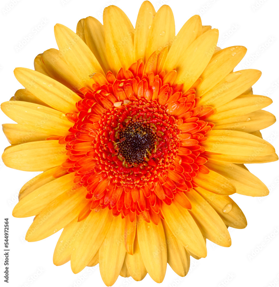 Orange Gerbera Daisy Orange Gerbera Daisy