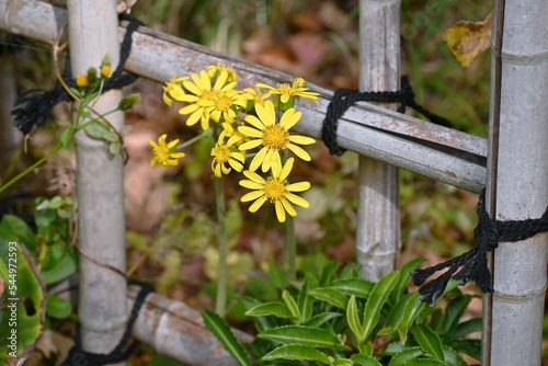 Japanese silver leaf ( Farfugium japonicum ) flowers. Asteraceae evergreen perennial plants. Grows on rocky areas near the coast and blooms yellow flowers in early winter. photo