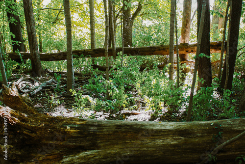 Green forest with dirt walkway.