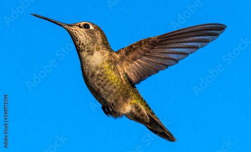 Late January sun brings out a Anna's hummingbird. Shot at 1/8000 second using a DSLR, not a mirrorless. photo