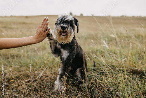 miniature schnauzer purebred dog giving high five. photo