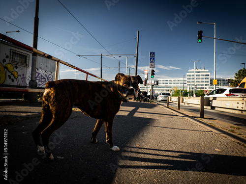 German Boxer, photowalk with a dog photo